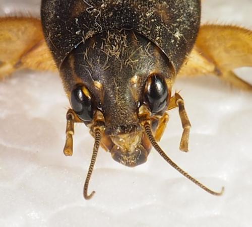Réf. 311 408 : Neoscapteriscus didactylus